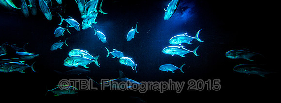 _MG_0534-Edit