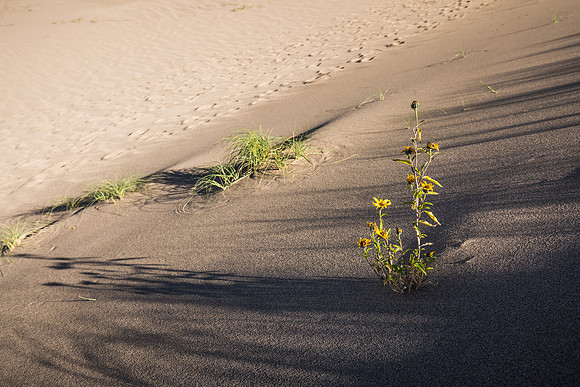 Yellow on dunes 1