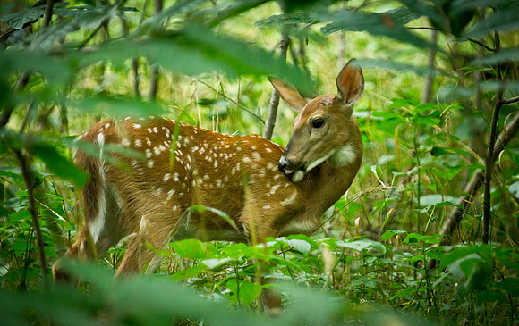 fawn