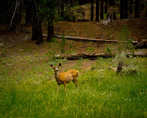 Tin Cup (2 of 6)