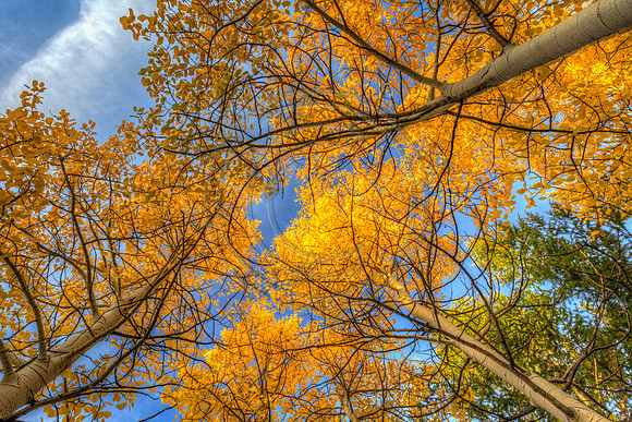 Alpine Aspens 2016