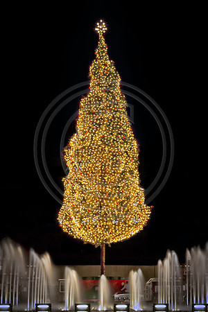 crown center tree