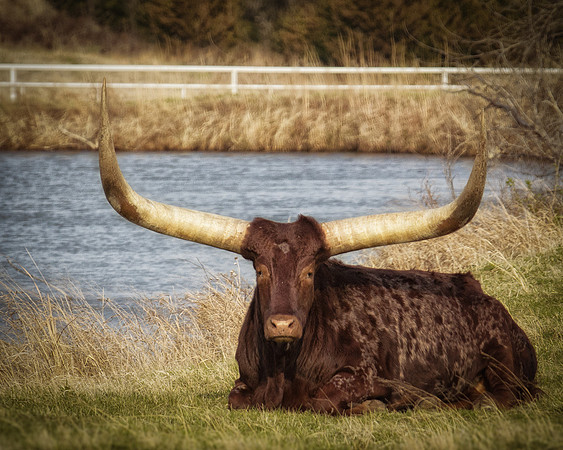 Longhorn