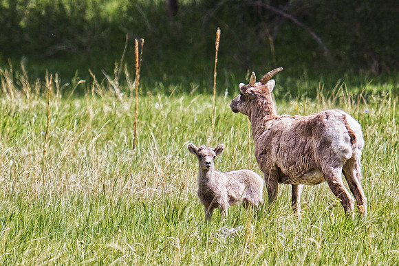Big Horn Sheep