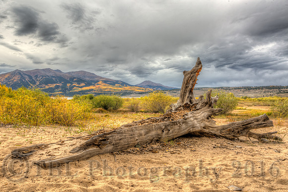 Twin Lake weathered stump 1