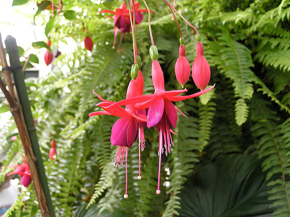 Flower at the Biltmore