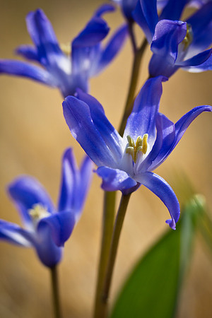 Violet