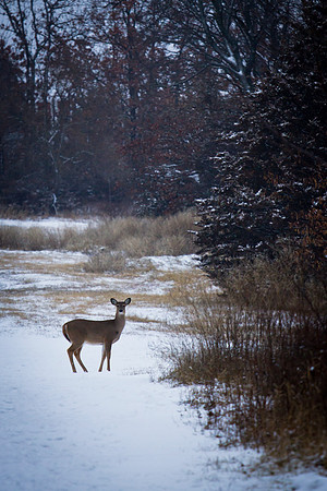 White-tail trail 1