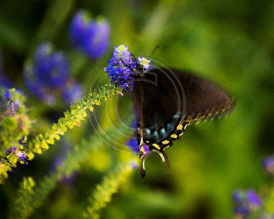 watercolor butterfly blue