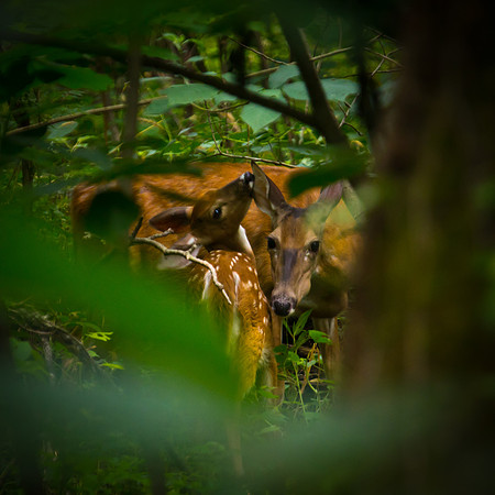 fawn and doe