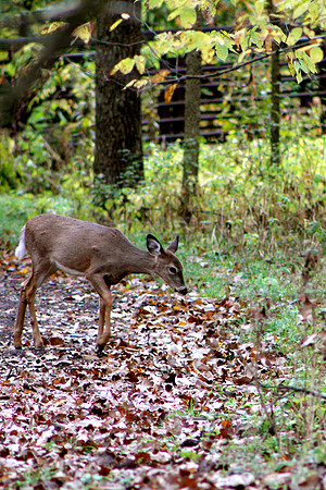 whitetail in october 8