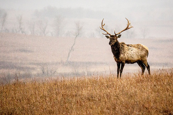 Bull Elk - Snow - Feb 2015