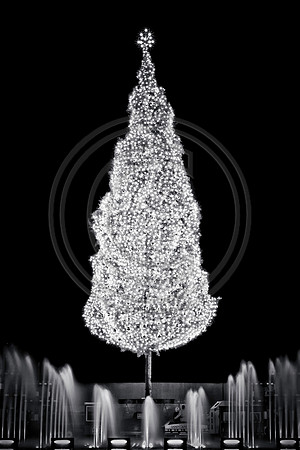 crown center tree bw