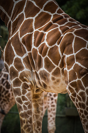denver zoo 09082014-8