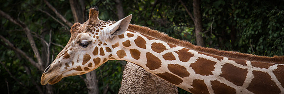 denver zoo 09082014-7