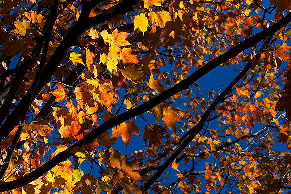 Fall colors 2013-2