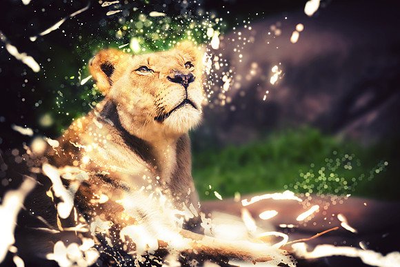 Lion shimmer
