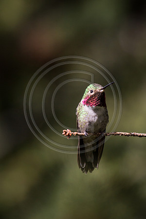 2014 june hummingbirds-2