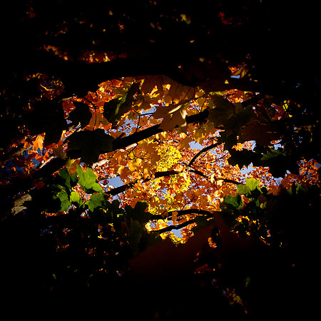 fall colors-6