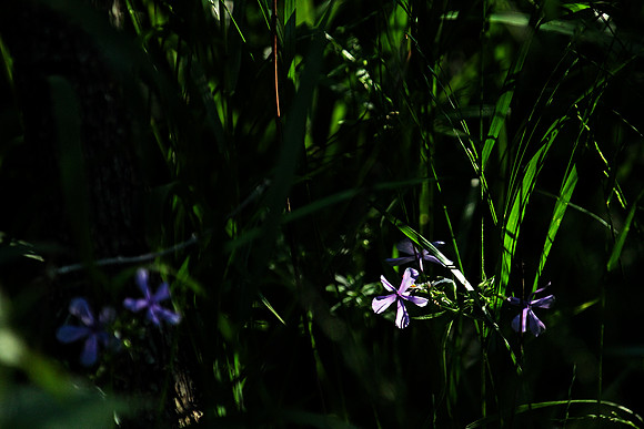 Dark Violet