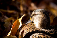 20111025 antioch park-210