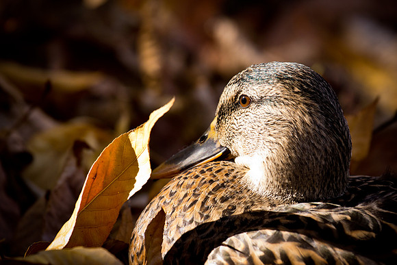 20111025 antioch park-210