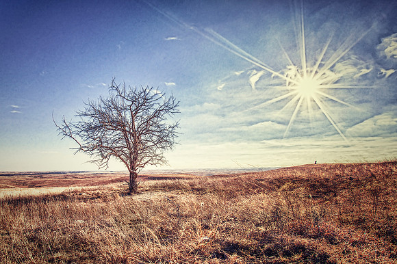 The Lone Tree