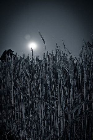 Early Wheat (1 of 4)