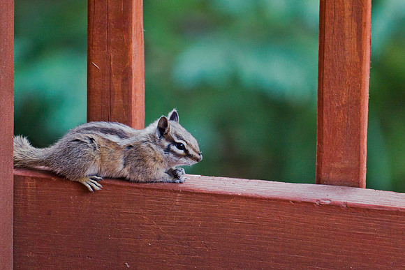 Alpine Locals