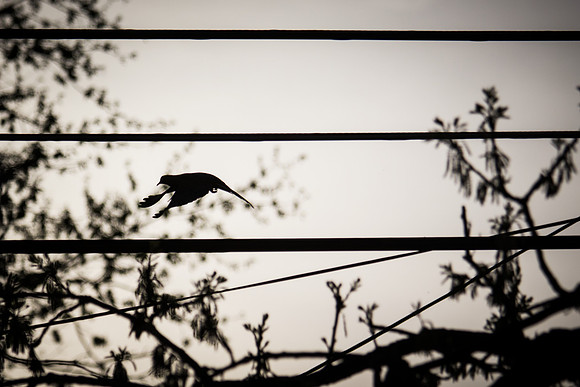 Dove at sunset