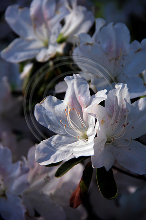 loosepark 2011may14