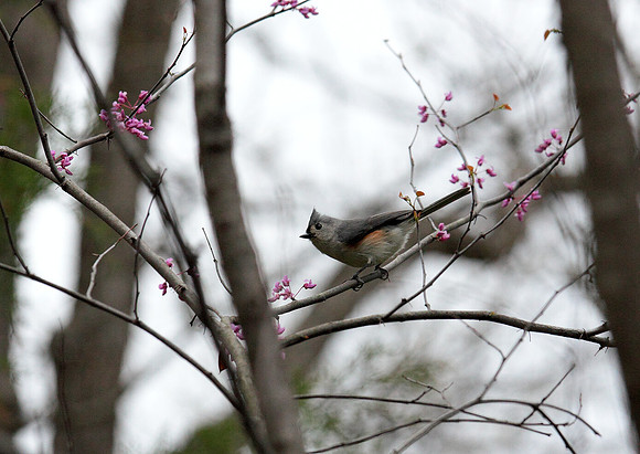 titmouse