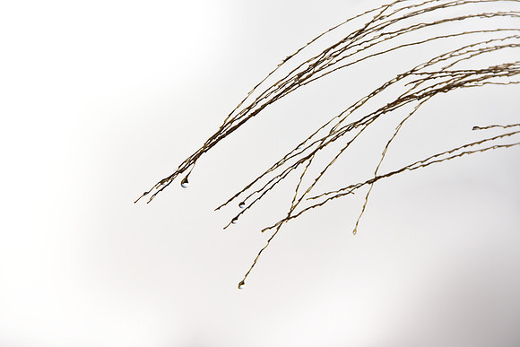 arboretum fog-2