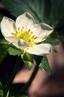 Strawberry bloom