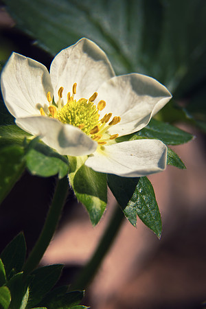 Strawberry bloom