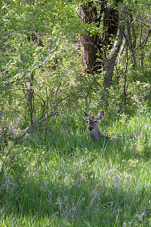 white-tail