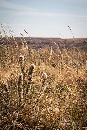Grazed pasture- 3