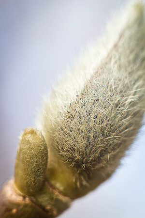 arboretum fog-16