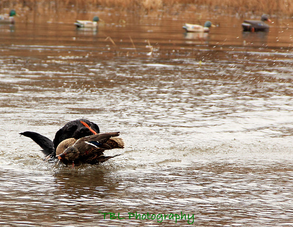 Klima duck hunt_20101122_0156