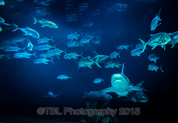 _MG_0520-Edit-Edit