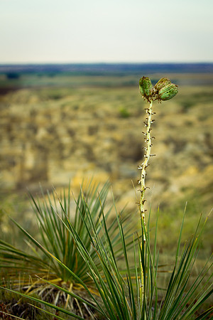 Castle Rock yucca