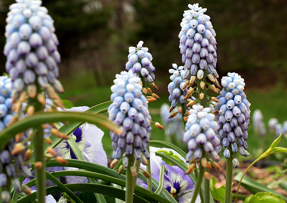 purple spires