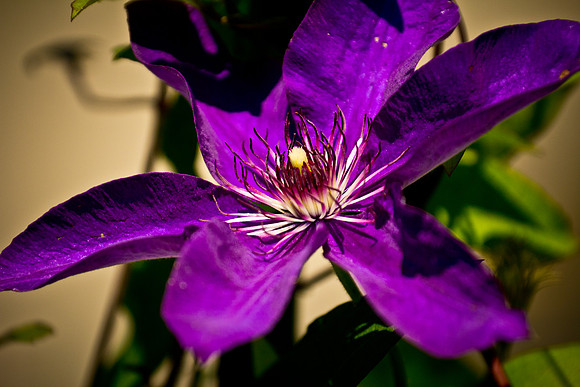 Memorial Day Arboretum-18