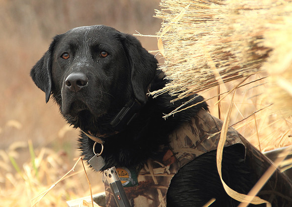 Klima duck hunt_20101122_0133