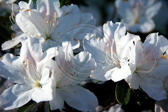 loosepark 2011may13