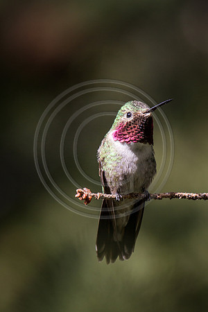 2014 june hummingbirds