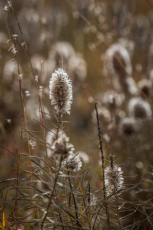 Grazed pasture- 2