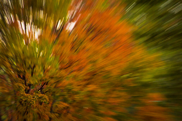fall colors-5