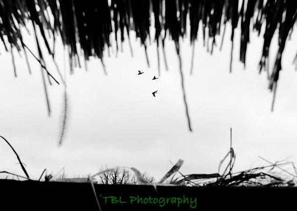 Klima duck hunt_20101122_0141