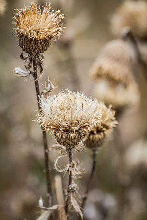 Thistle
